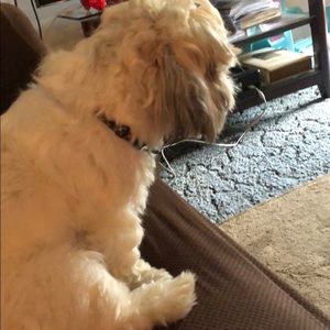 Meet your Posher, Cameron